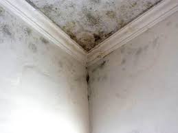 Best Post-Construction Mold Inspection  in Mountain View, CA