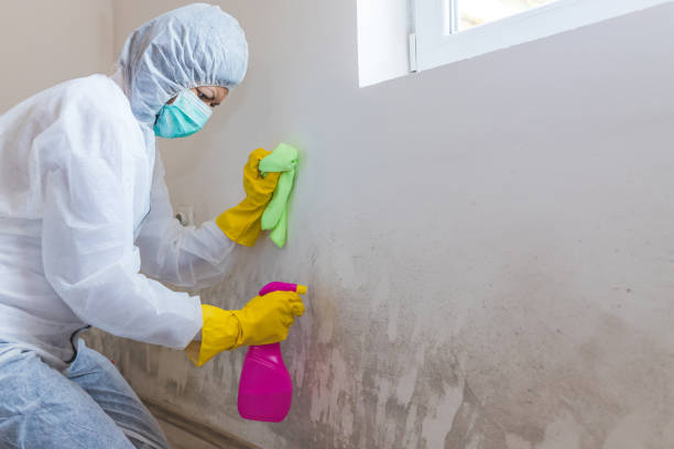 Best Attic Mold Removal  in Mountain View, CA