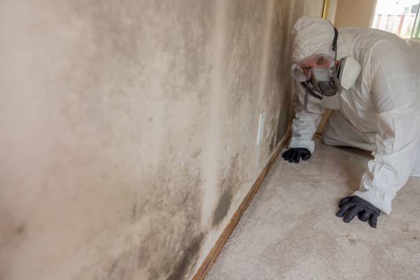 Best Forensic Mold Investigation  in Mountain View, CA