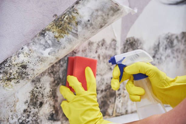 Best Air Quality Testing for Mold Spores  in Mountain View, CA